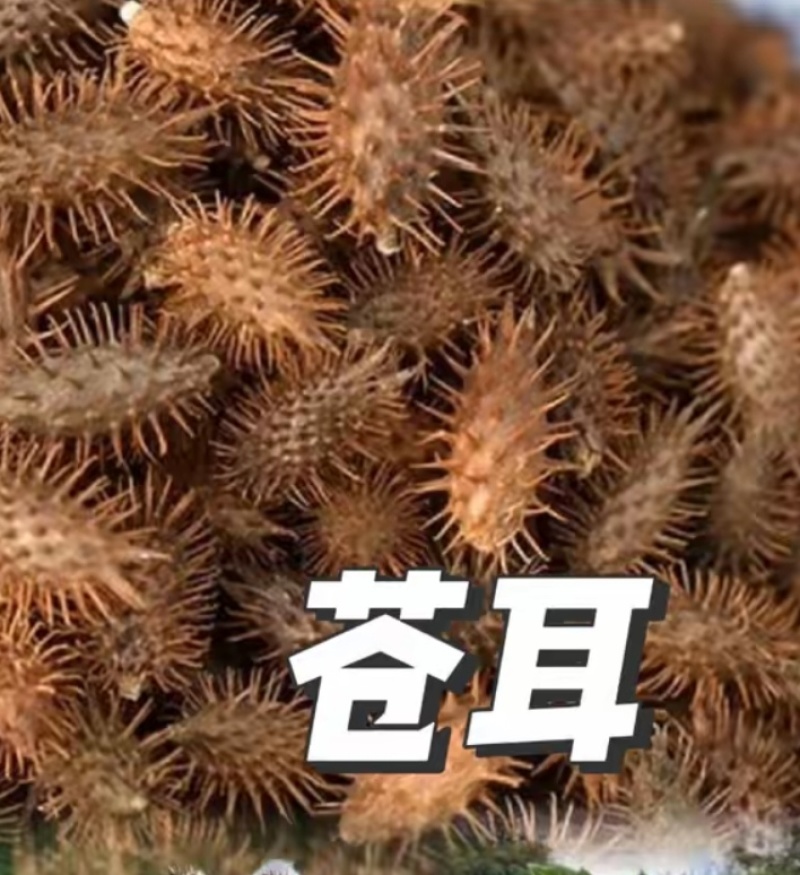 苍耳子通货。