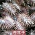 苍耳子通货。