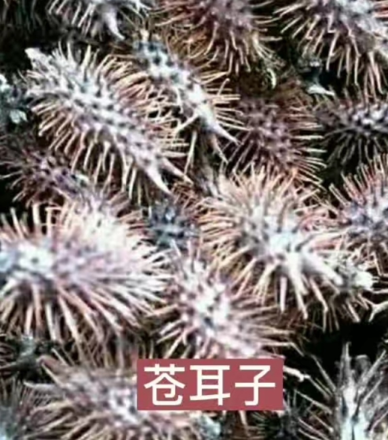 苍耳子通货。