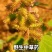 苍耳子通货。