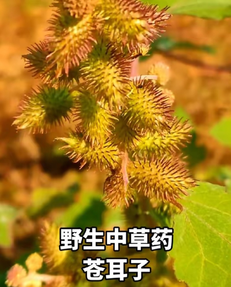 苍耳子通货。