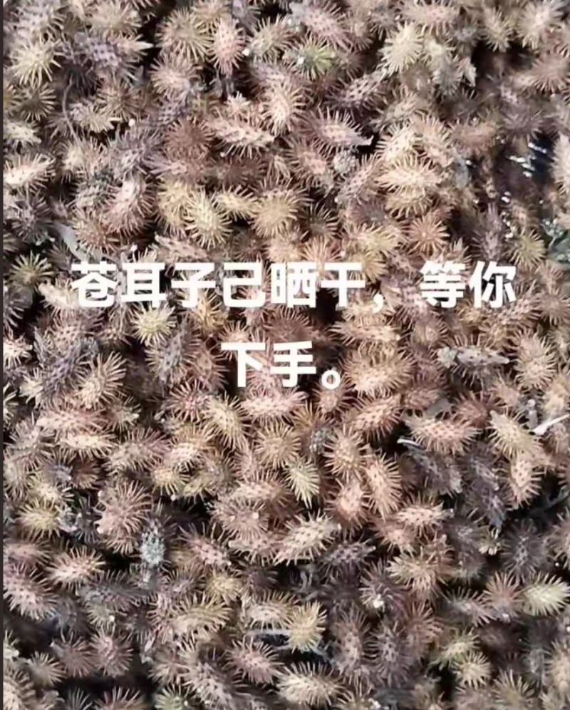 苍耳子通货。