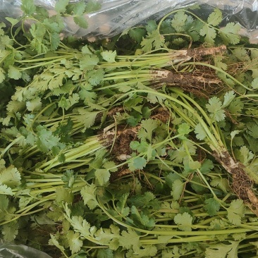 冷库香菜处理一批价格便宜