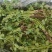 冷库香菜处理一批价格便宜