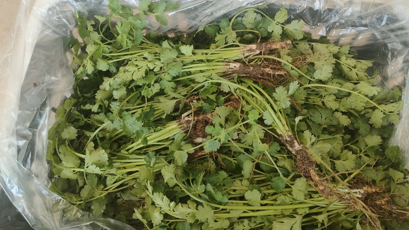 冷库香菜处理一批价格便宜