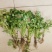冷库香菜处理一批价格便宜