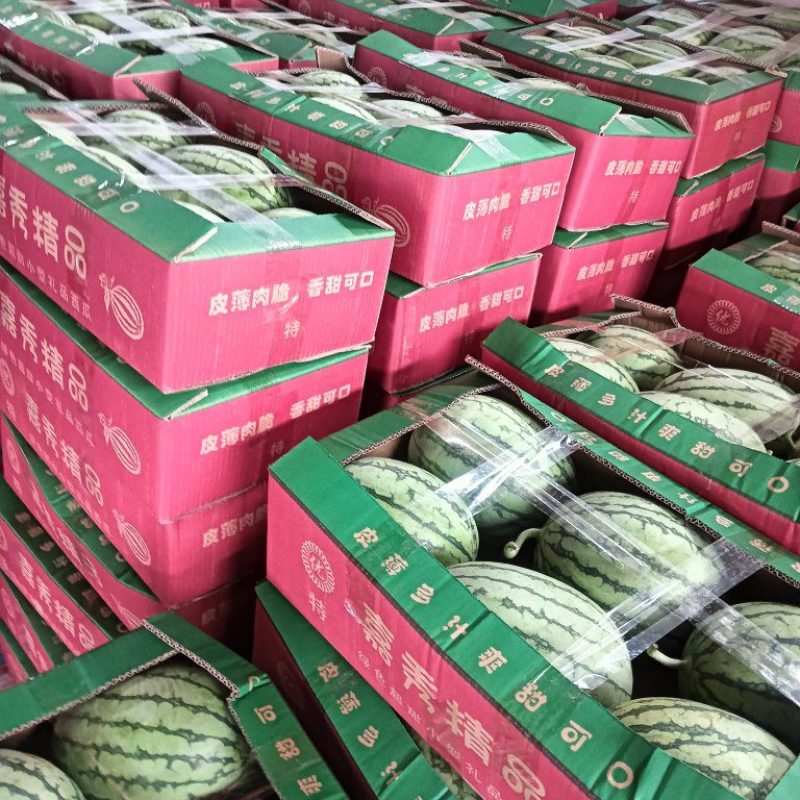 湖北精品嘉秀6号西瓜大量上市价格实惠品质保证诚信