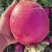 河北唐山玉田县红皮萝卜上市中品质保证欢迎各位老板来电