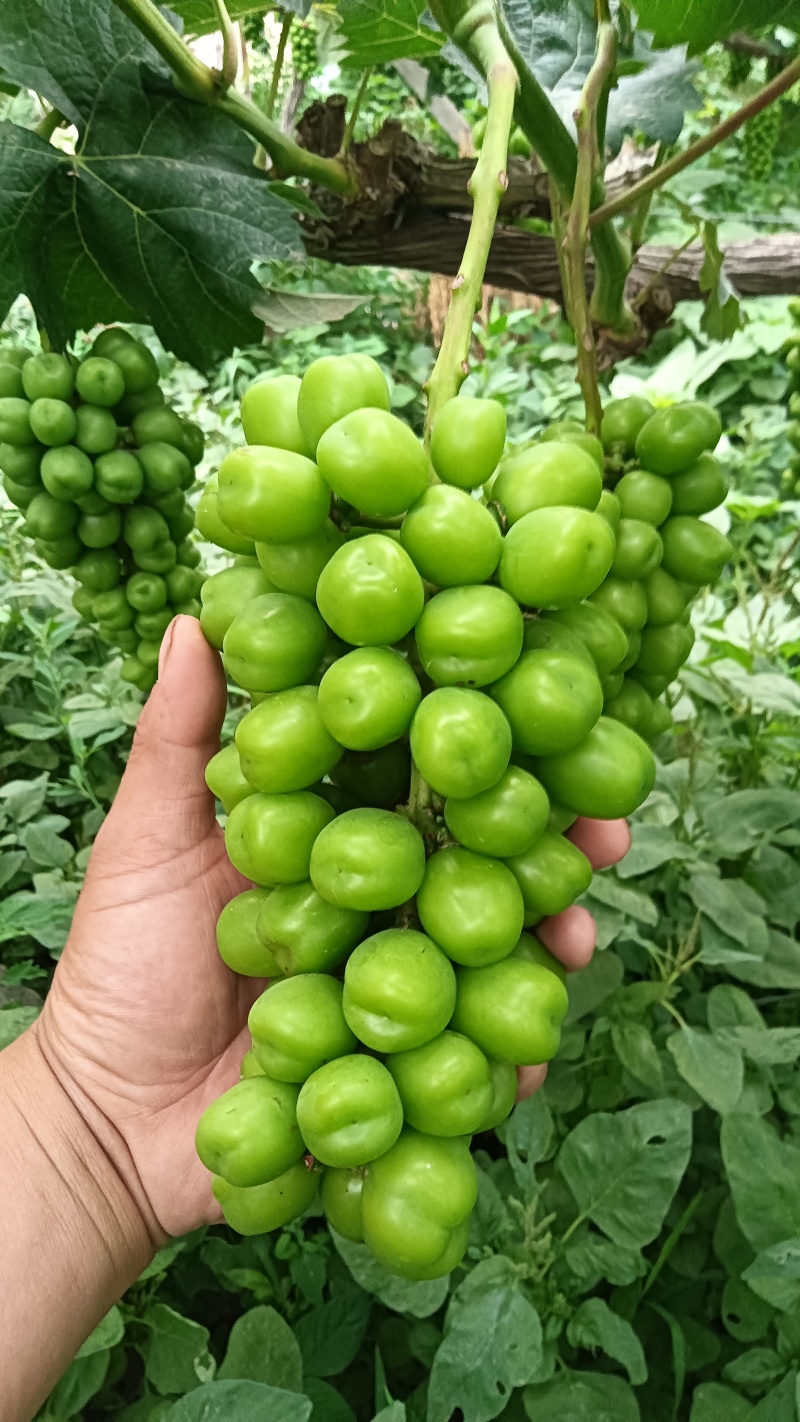 阳光玫瑰葡萄，精品果，通货果，大量供应，