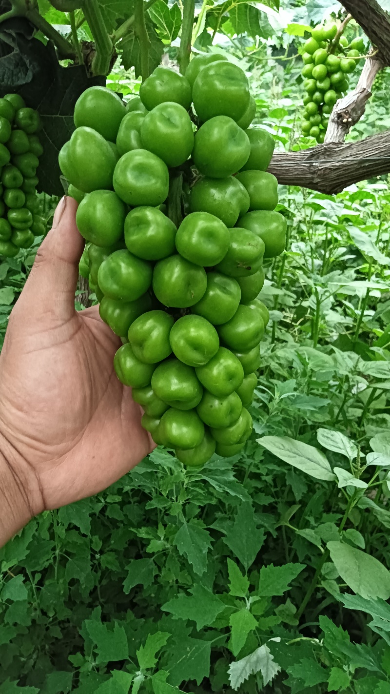 阳光玫瑰葡萄，精品果，通货果，大量供应，