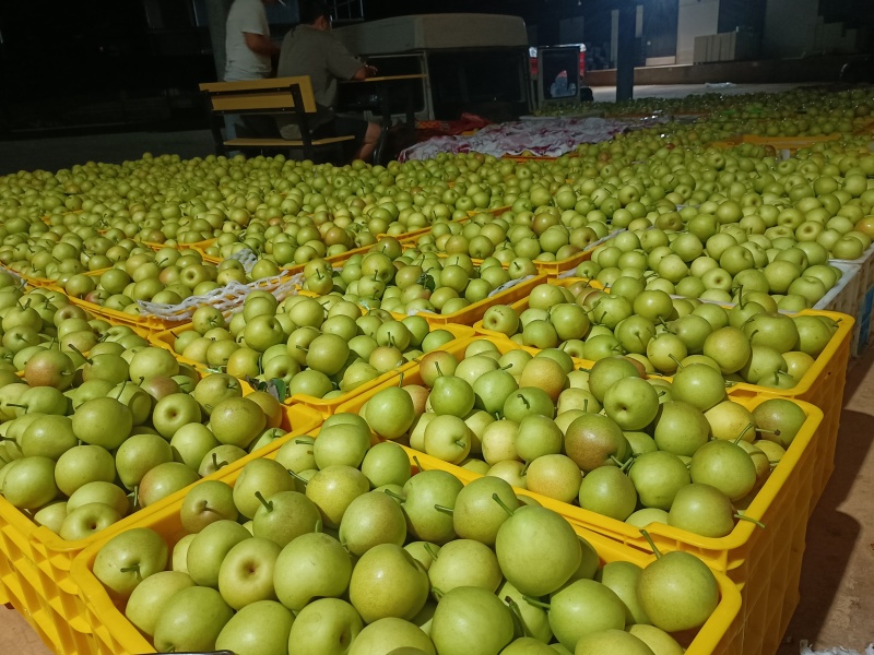 精品丁香梨，蜂糖梨产地直供整车，一件、代发、