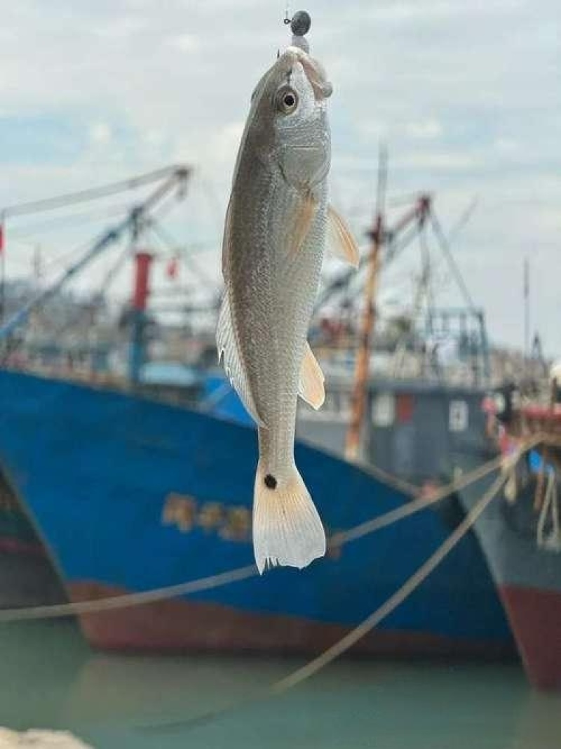 红鼓鱼，红古鱼，肉质鲜嫩少刺，价格实惠，基地养殖畅行全国