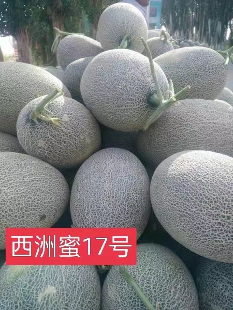 民勸精品哈蜜瓜黄皮绿皮晓蜜25号哈密瓜产地直发对接市场