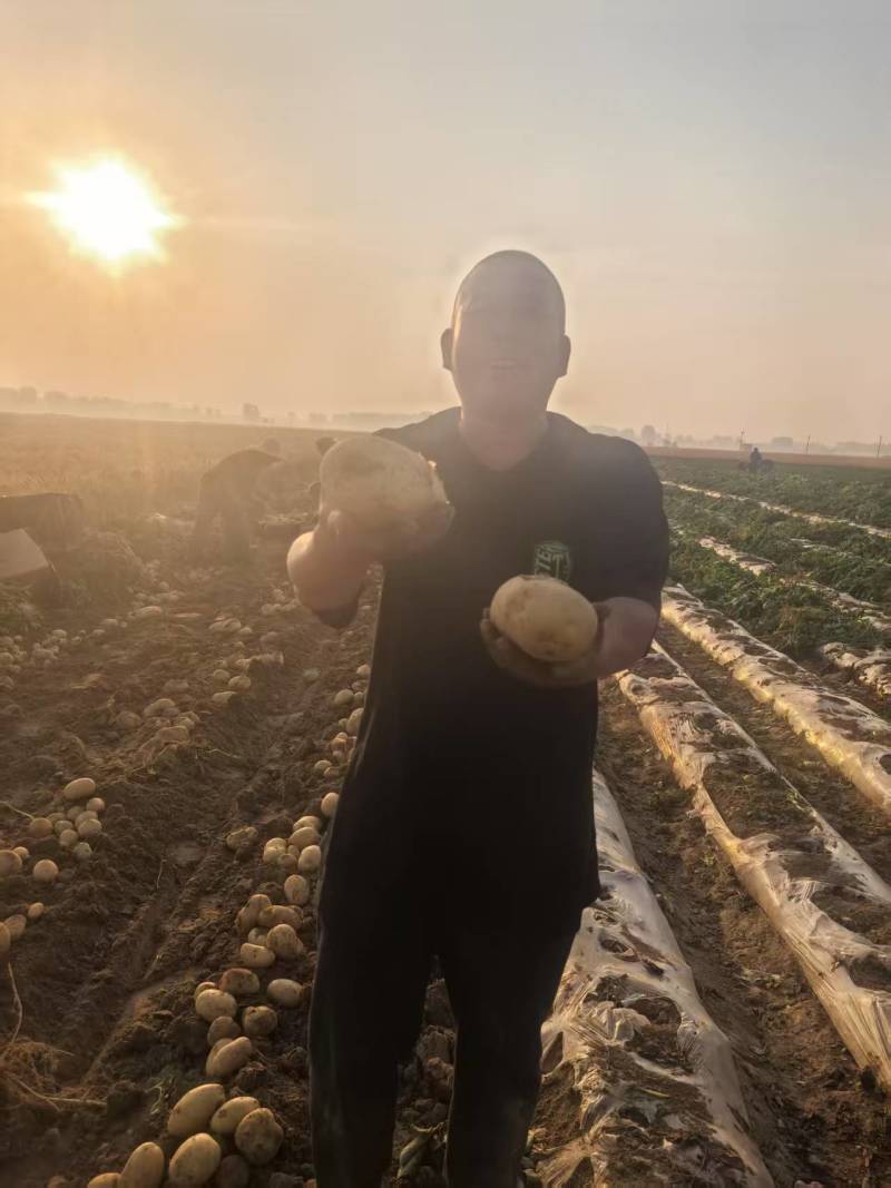 新蔡土豆！自家种植，欢迎大家购买质量保证，合作共赢