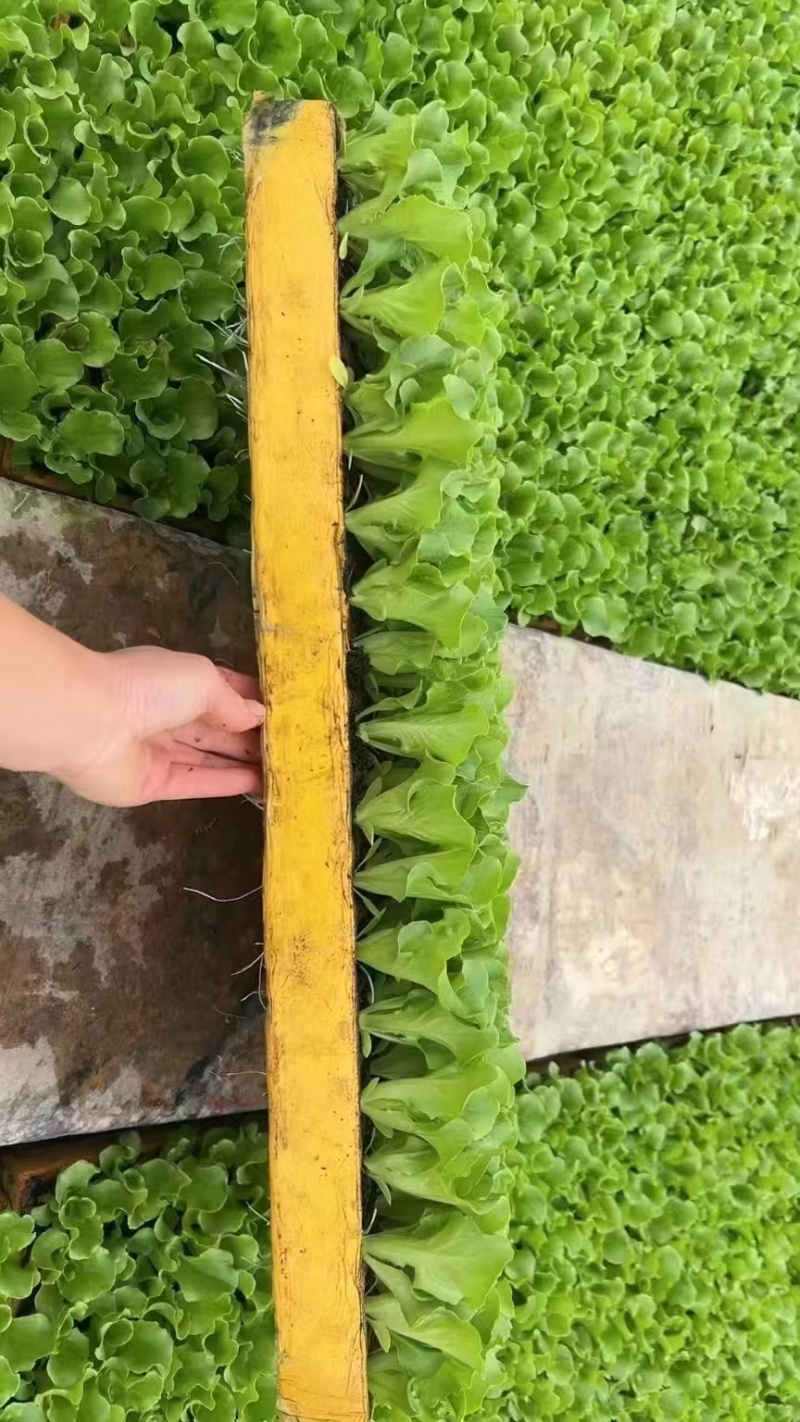 云南生菜苗