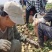 河北唐山土豆大量上市荷兰8063两以上欢迎老板来电