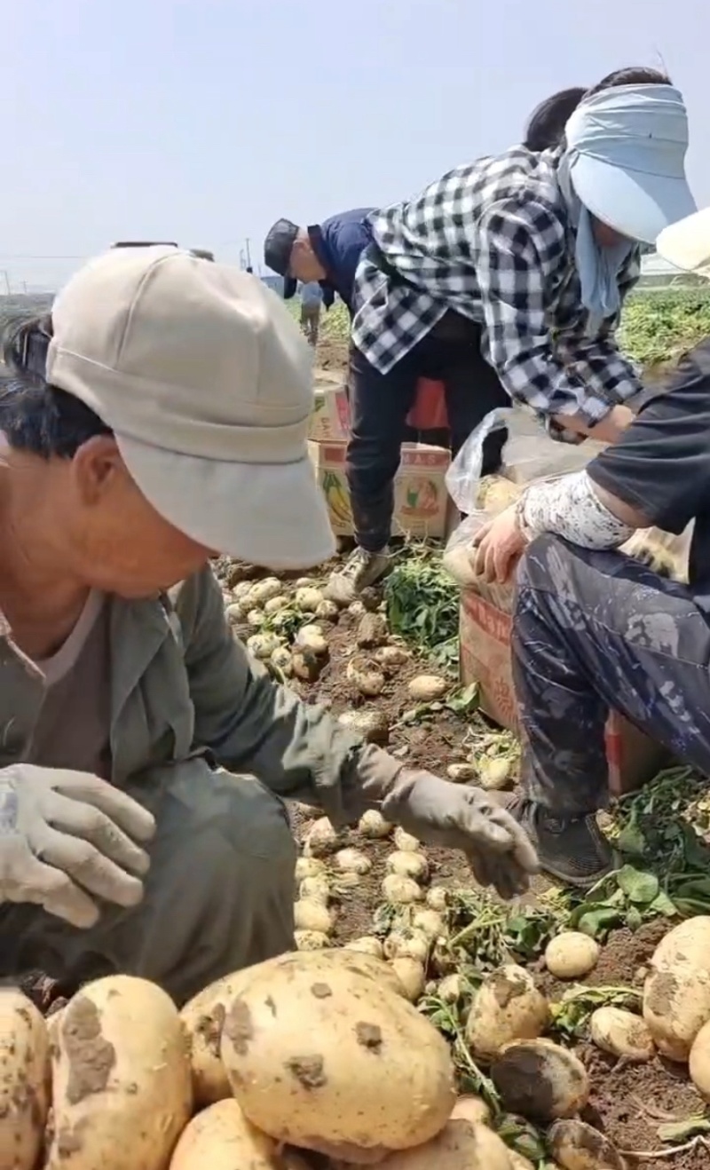 河北唐山土豆大量上市荷兰8063两以上欢迎老板来电