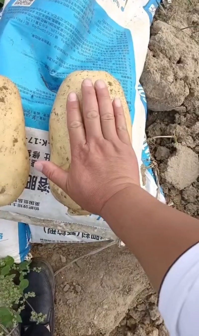 河北唐山土豆大量上市荷兰8063两以上欢迎老板来电