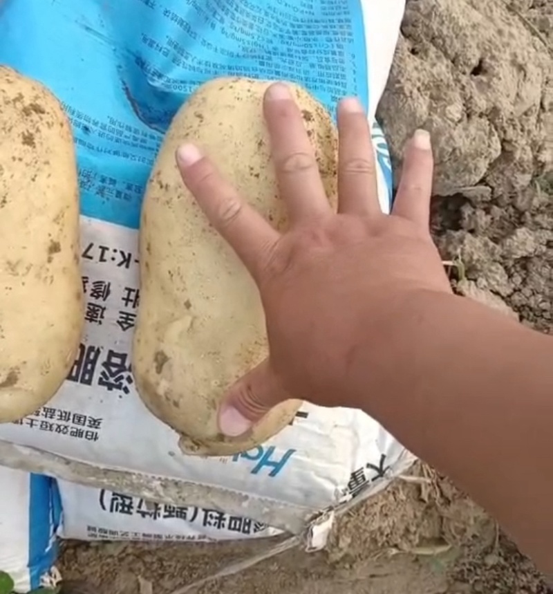 河北唐山玉田县土豆大量上市产地批发诚信经营欢迎来电