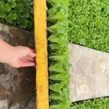 云南生菜苗
