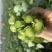 板蓝根青菜