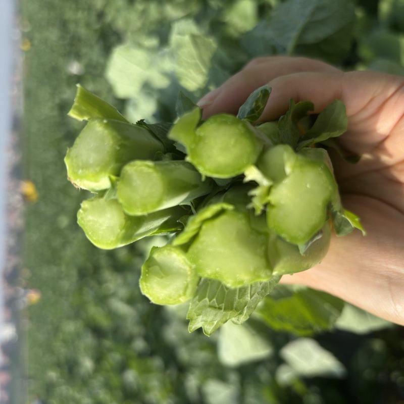 板蓝根青菜