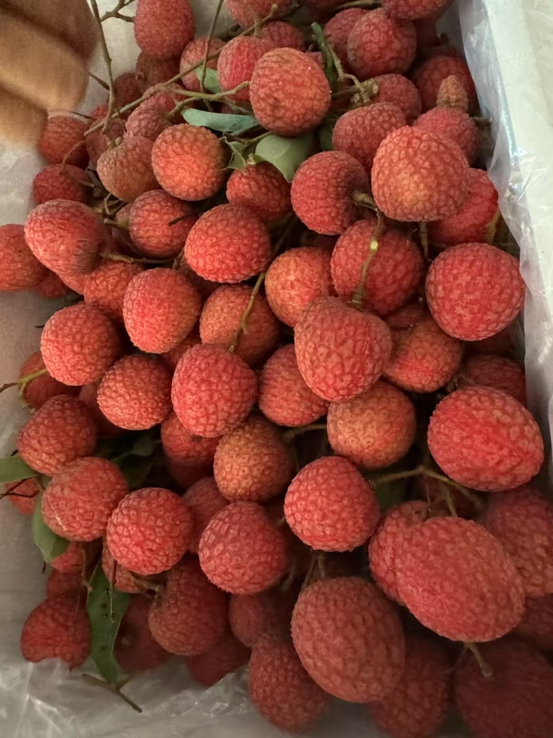 荔枝丨大量上市，妃子笑，白糖罂荔枝品种齐全，价格便宜