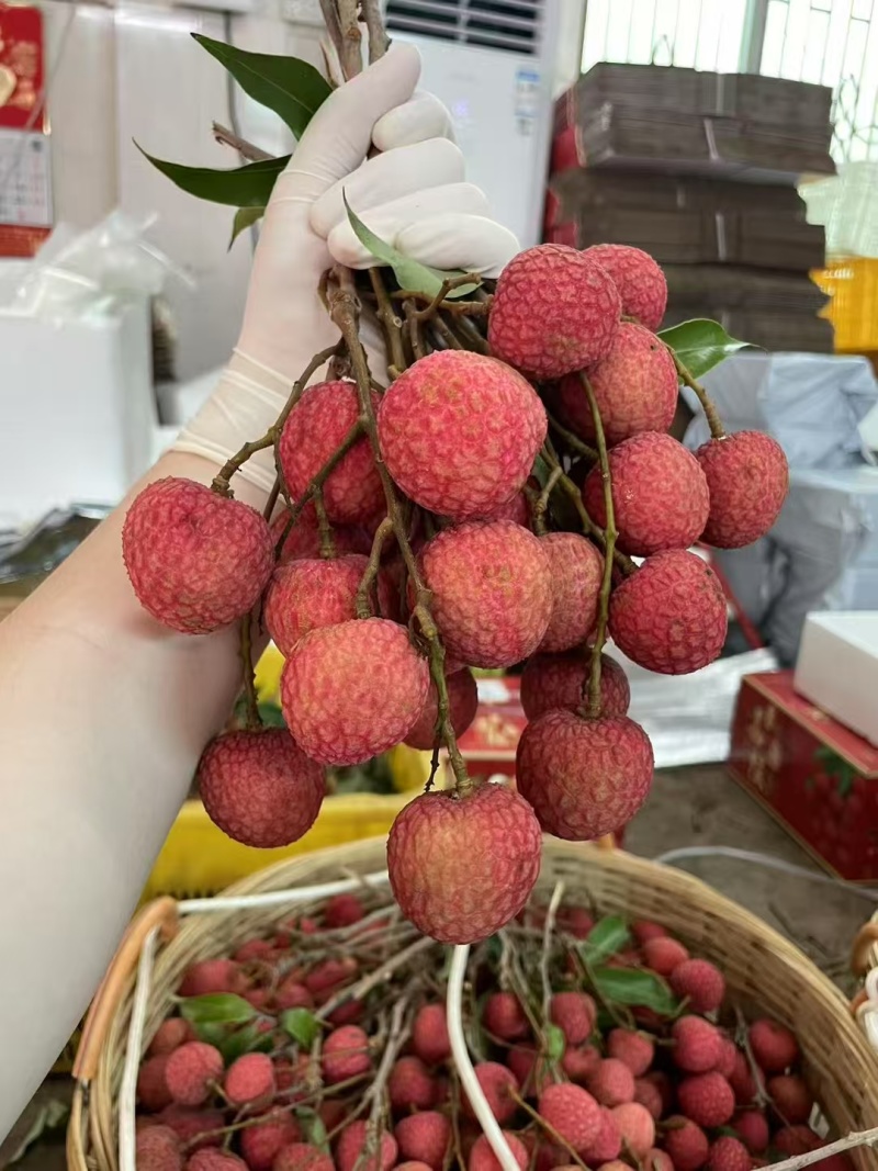 荔枝丨大量上市，妃子笑，白糖罂荔枝品种齐全，价格便宜
