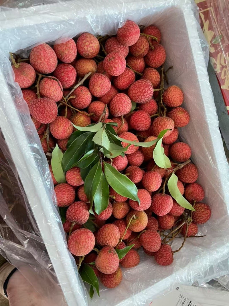 荔枝丨大量上市，妃子笑，白糖罂荔枝品种齐全，价格便宜