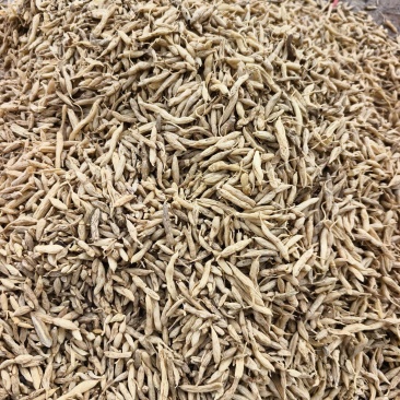 【优质推荐】野生麦冬大量有货保质保量常年供应