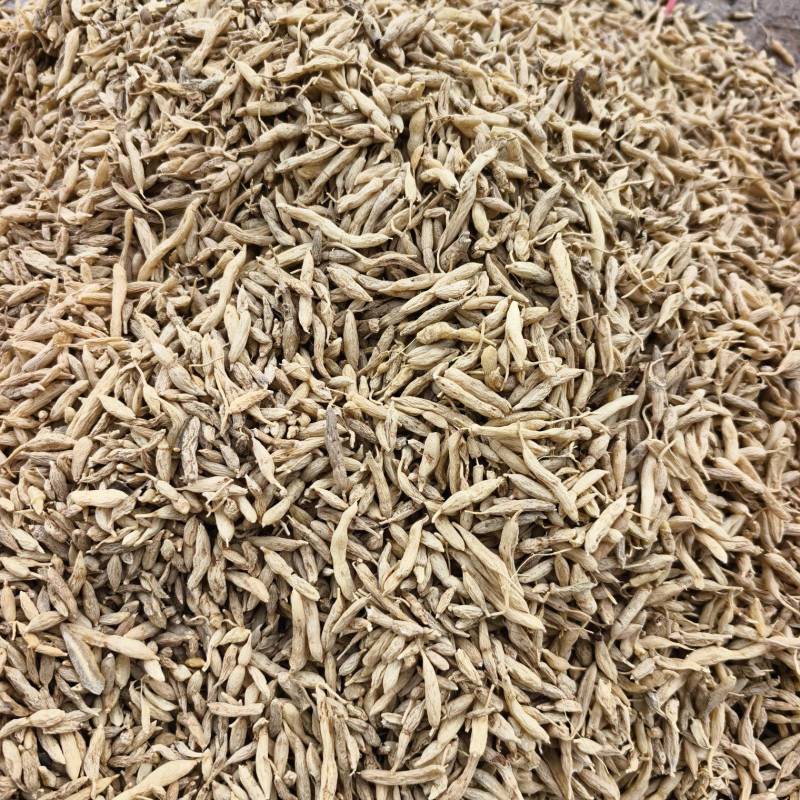 【优质推荐】野生麦冬大量有货保质保量常年供应