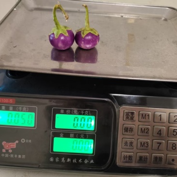 云南小紫圆茄，新鲜采摘发货产地直发品质保证量大从优