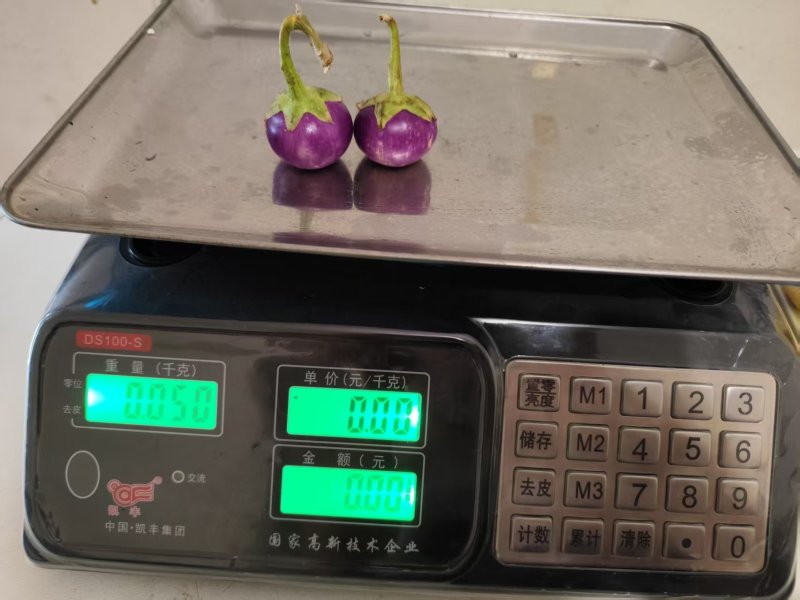 云南小紫圆茄，新鲜采摘发货产地直发品质保证量大从优