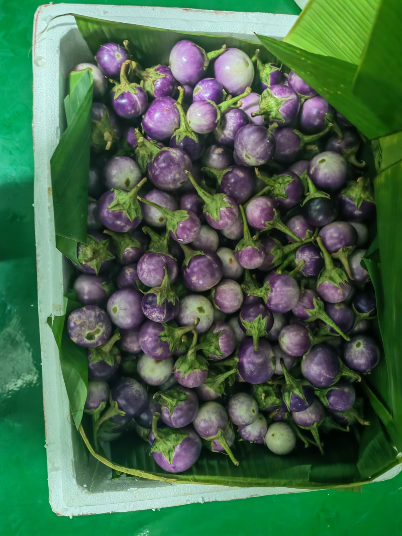 云南小紫圆茄，新鲜采摘发货产地直发品质保证量大从优