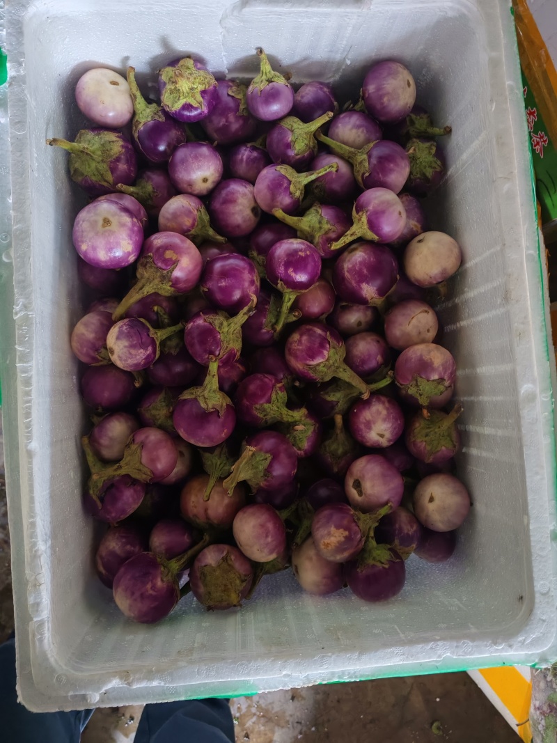 云南小紫圆茄，新鲜采摘发货产地直发品质保证量大从优