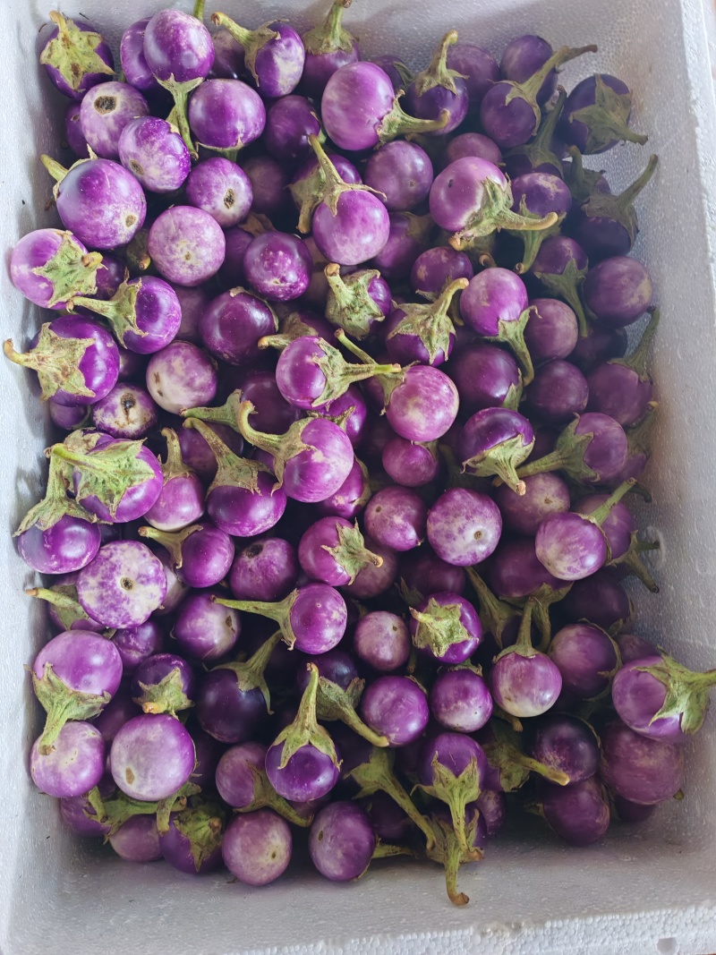 云南小紫圆茄，新鲜采摘发货产地直发品质保证量大从优