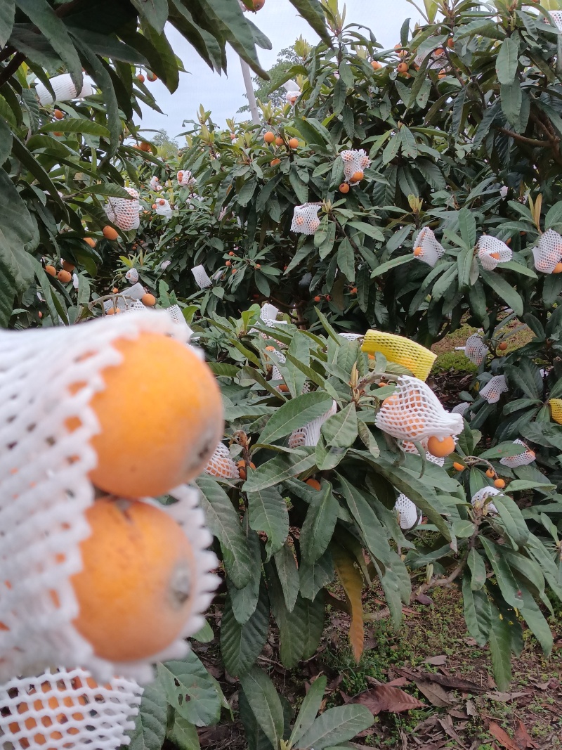 贵妃琵琶