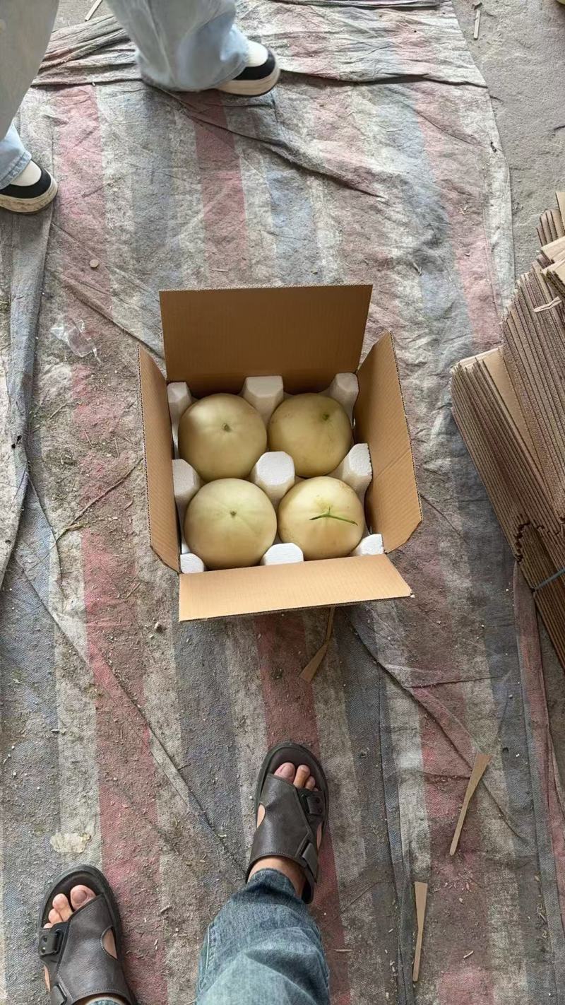 阎良甜瓜