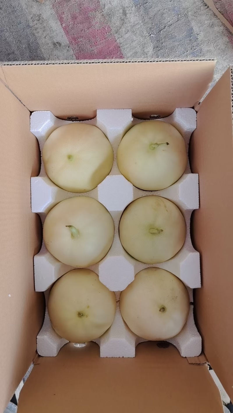 阎良甜瓜