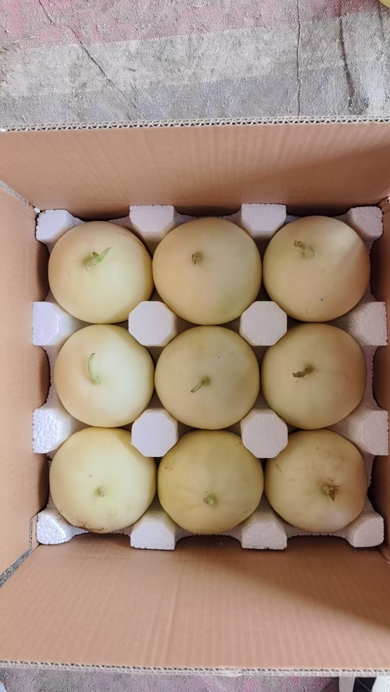 阎良甜瓜