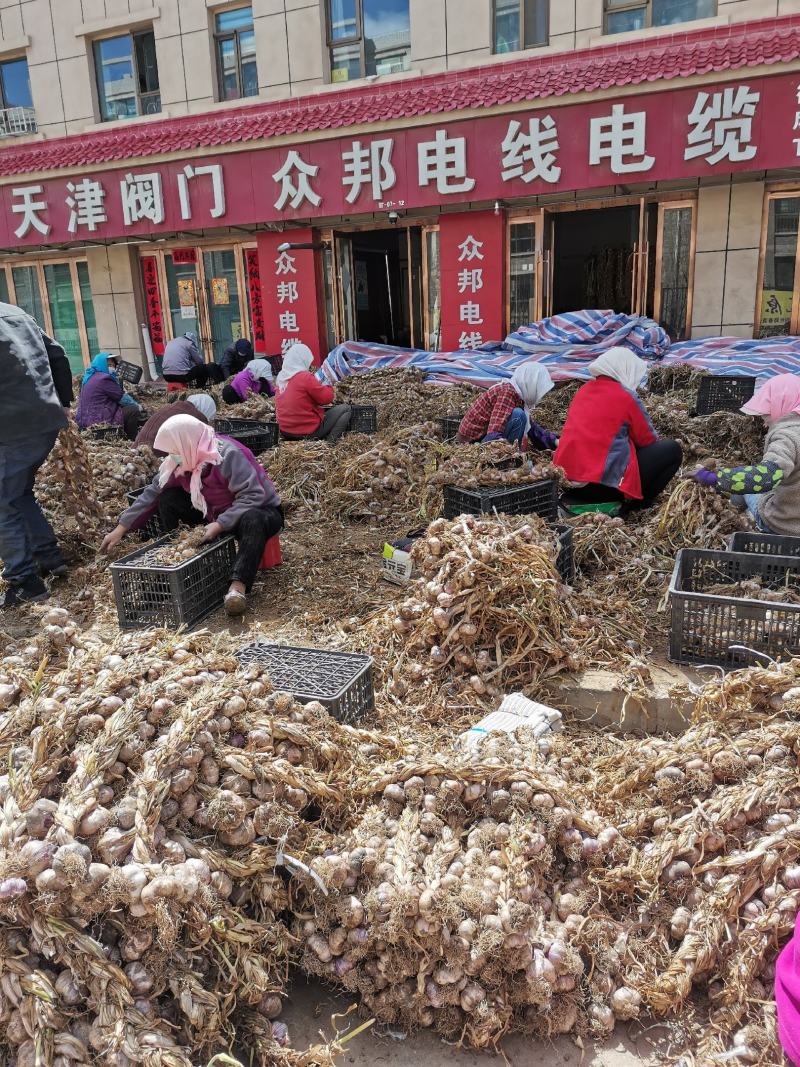 民乐紫皮大蒜鲜蒜蒜头产地直发量大价优欢迎咨询