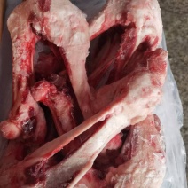 母猪后腿骨