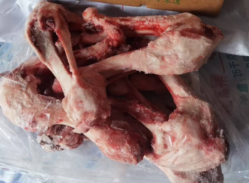 母猪后腿骨
