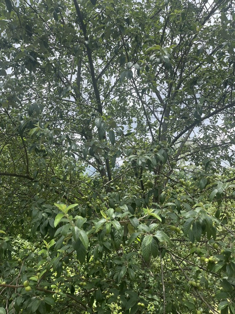 多依多依芽原产地地头价