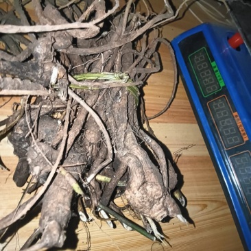 山豆根