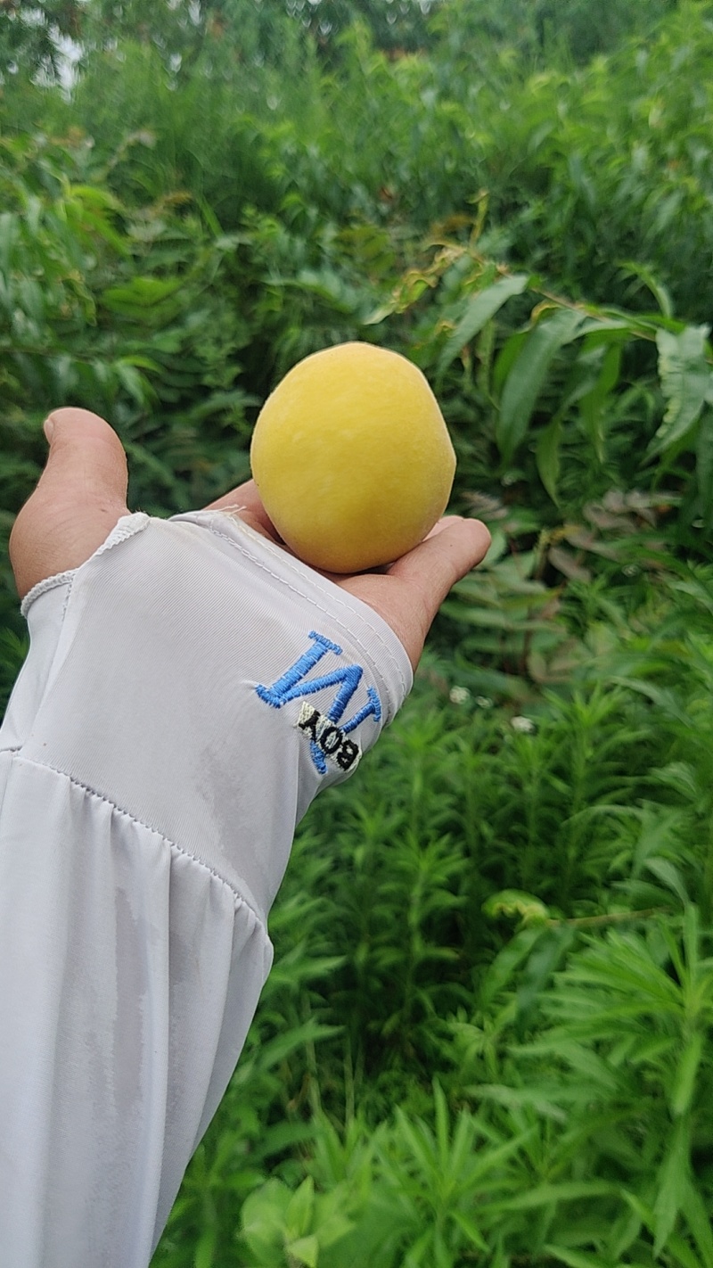 黄桃成熟了欢迎下单