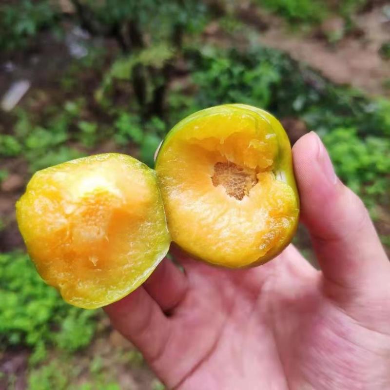 蜂糖李子苗龙李李子苗苗圃地现挖现发保成活