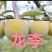蜂糖李子苗龙李李子苗苗圃地现挖现发保成活