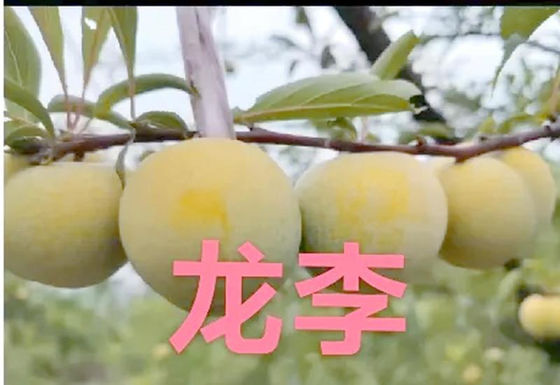 蜂糖李子苗龙李李子苗苗圃地现挖现发保成活