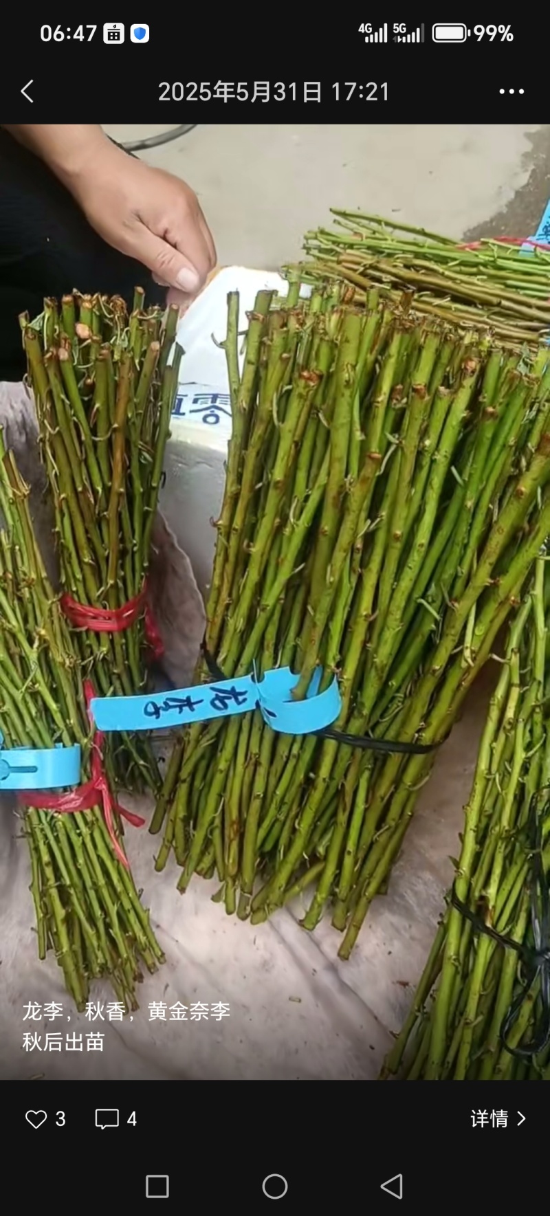 蜂糖李子苗龙李李子苗苗圃地现挖现发保成活